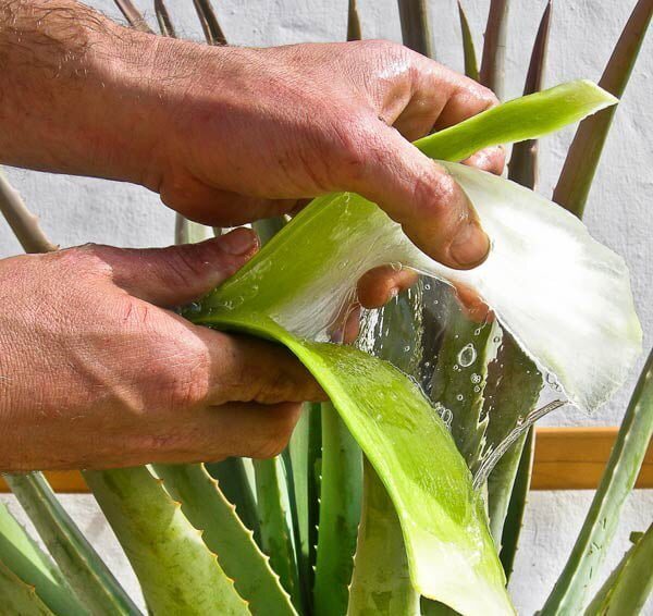 Hand-peeling the aloe vera leaf