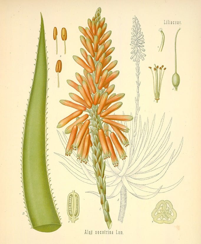 Botanical plate of the aloe, family Liliaceae